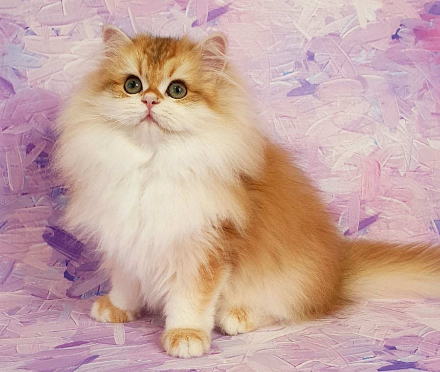 Dallas British Longhair male, black golden chinchilla