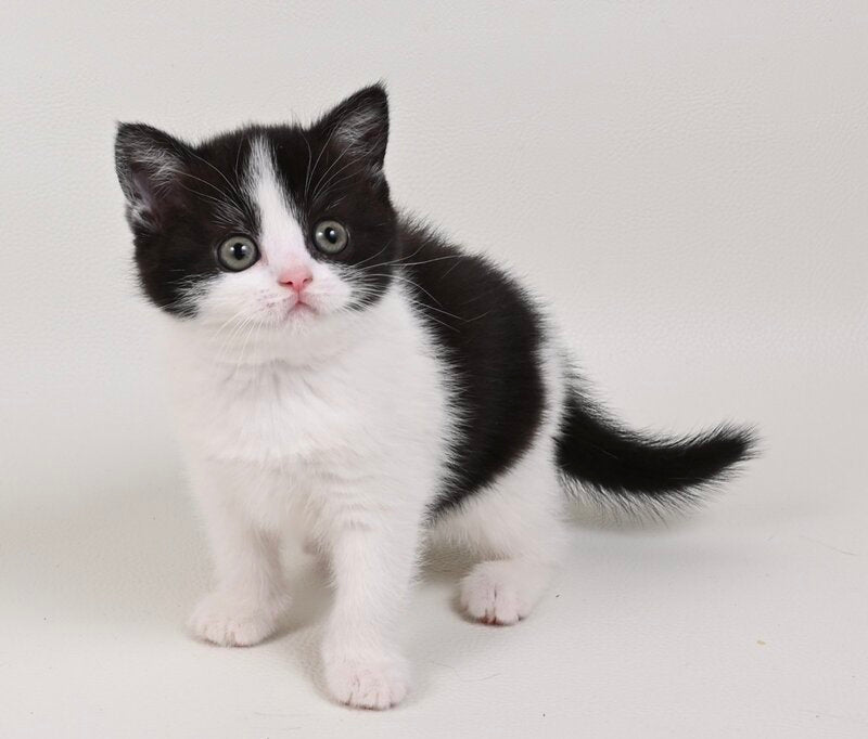 Mia British Shorthair female black bicolour - live animals