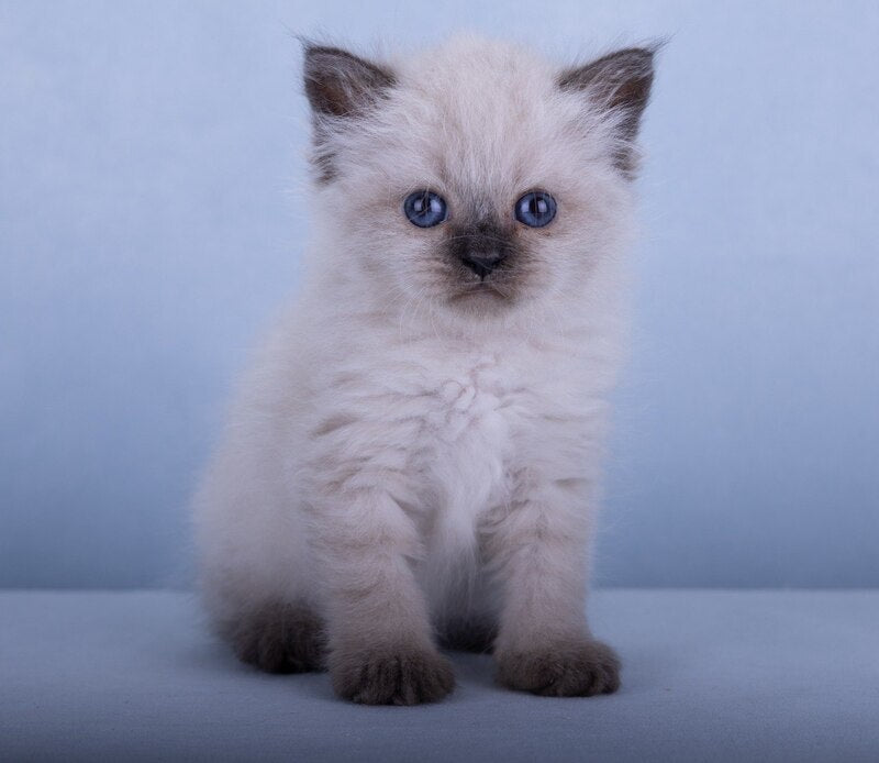 Iriska Siberian female, black tabby pointed