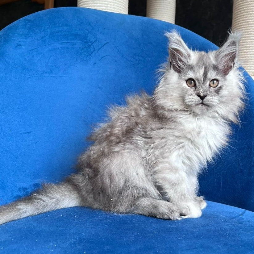 Nаdin Maine Coon female, black tortie silver bicolour