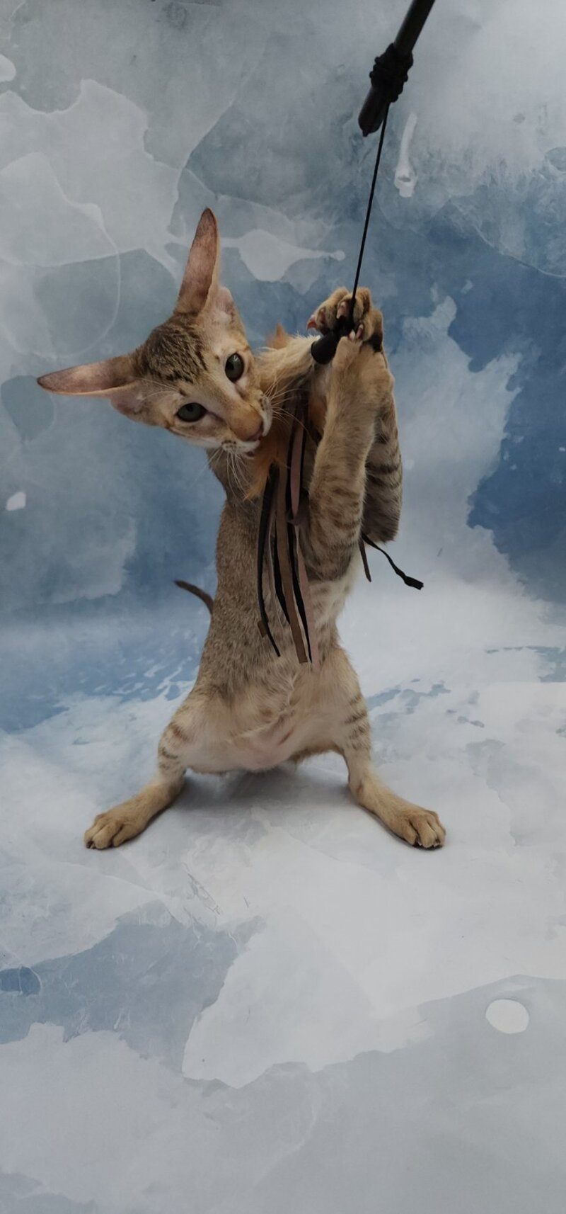 Marian Oriental Shorthair female, chocolate tortie spotted tabby