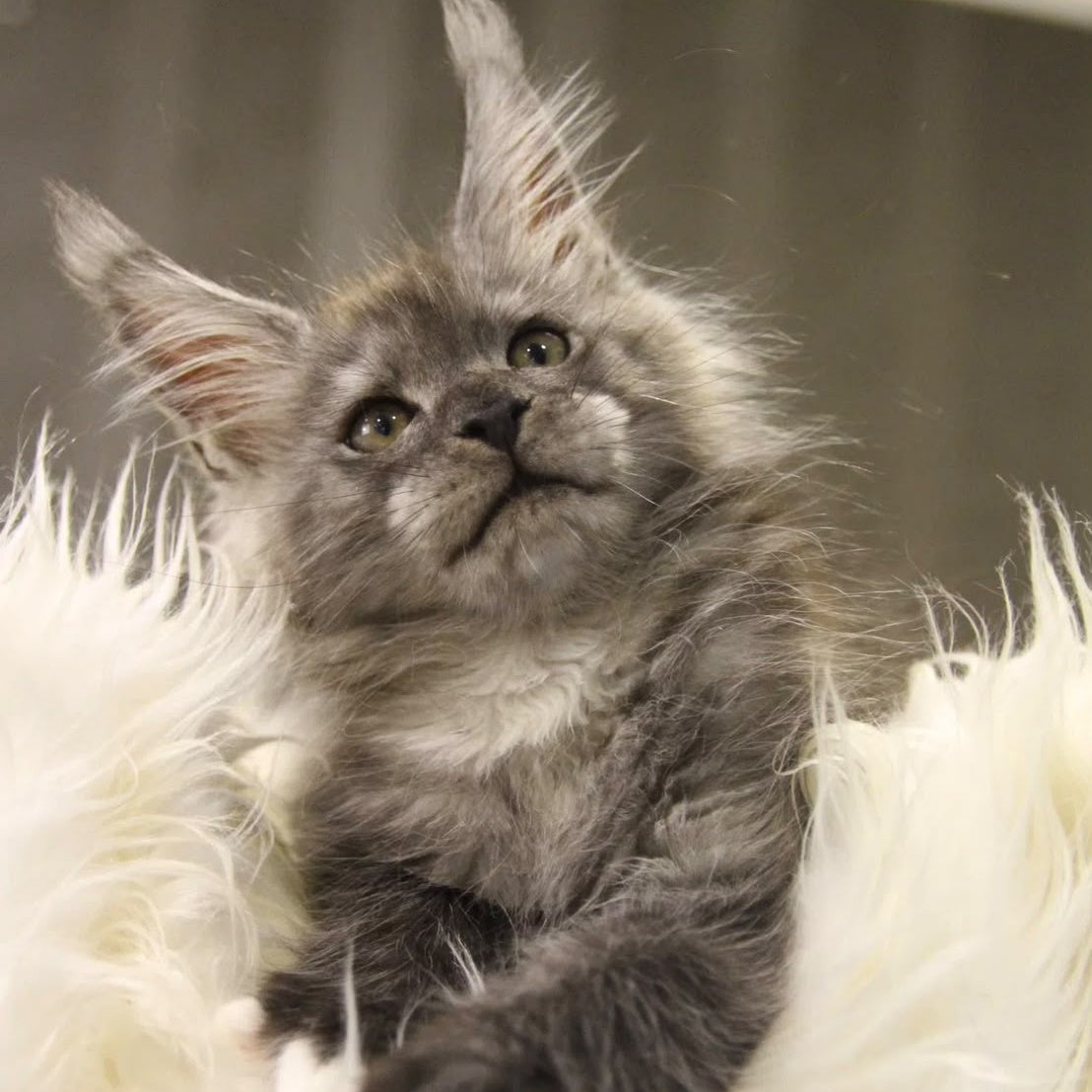 Quito Maine Coon male, black silver with white