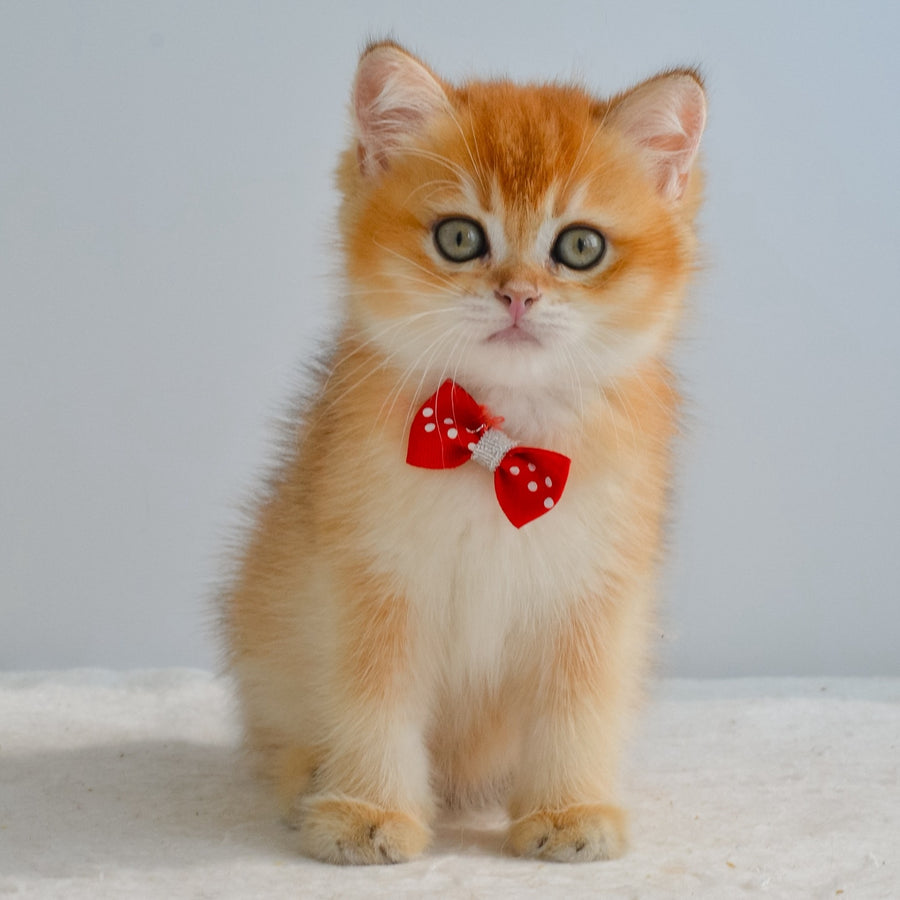 Grant British Shorthair male, black golden shaded