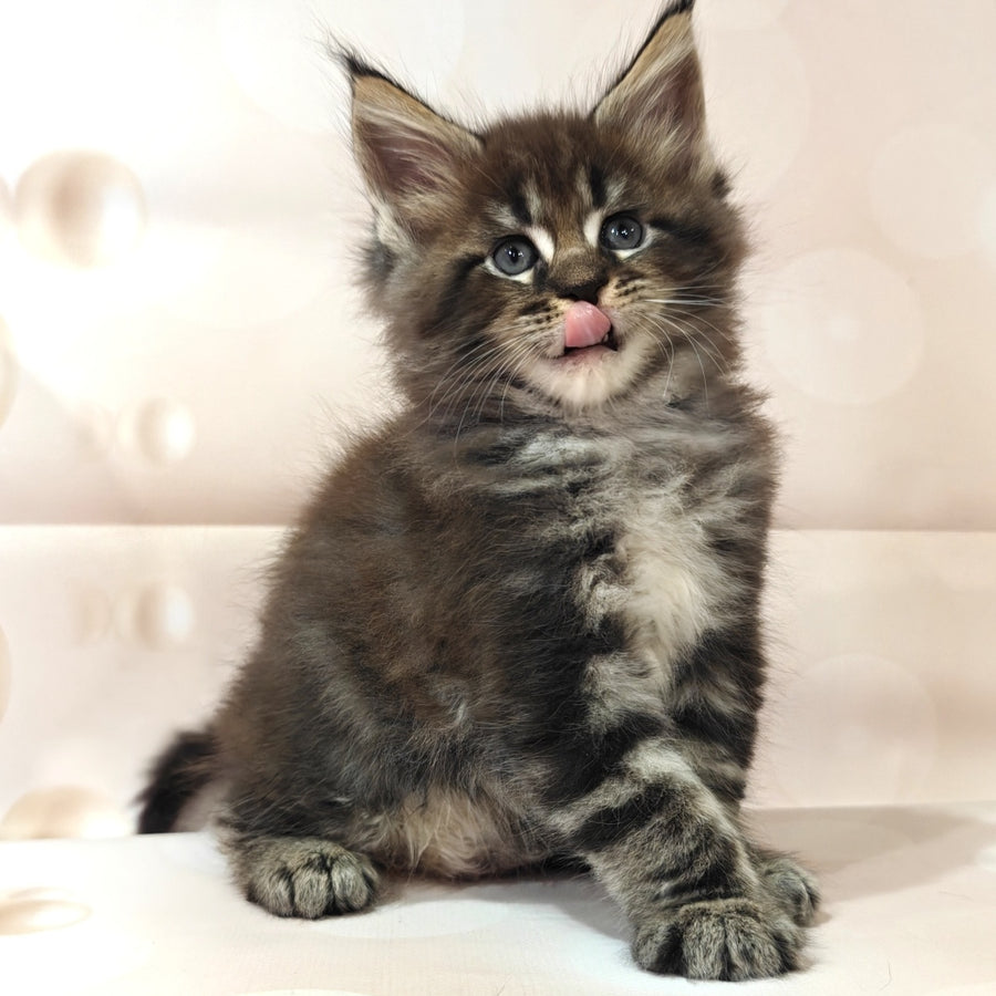 Mustang Maine Coon male, black tabby