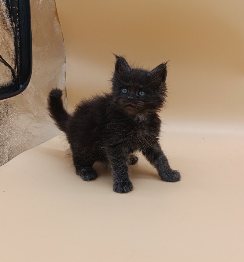 Isabelle Maine Coon female black silver live animals