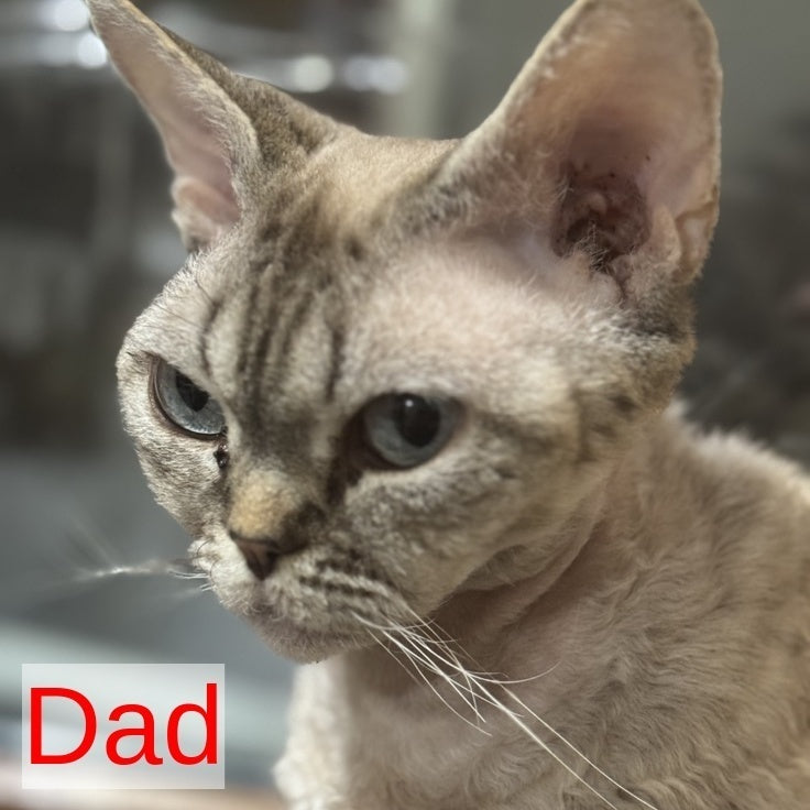 Tolik Devon Rex male, blue bicolour pointed