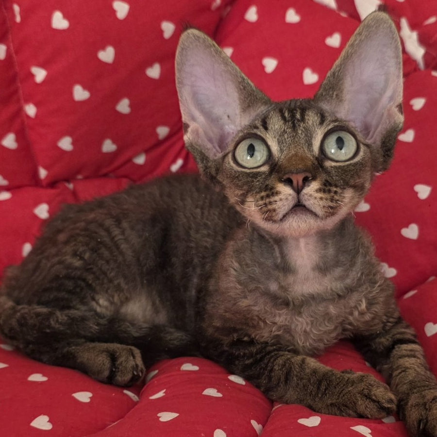 Alex Devon Rex male, black tabby