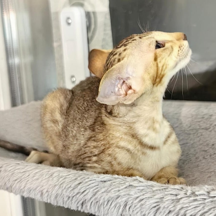 Plamya Oriental Shorthair female, chocolate tortie spotted tabby