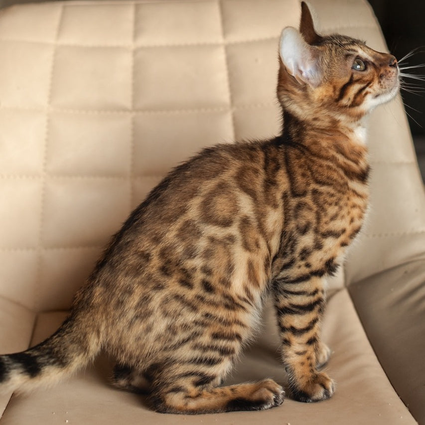 Nala Bengal female, black spotted tabby