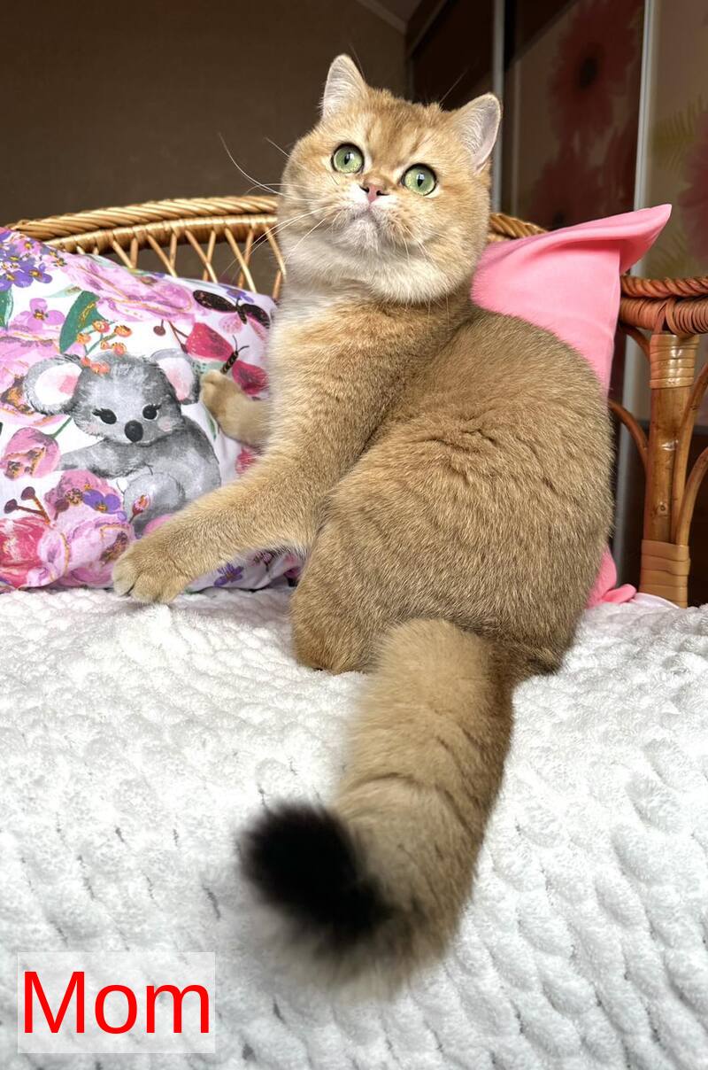 Alina British Shorthair female, black golden chinchilla