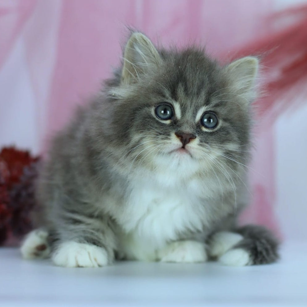 IrtyshIrtysh Siberian male, blue with white spotted tabby
