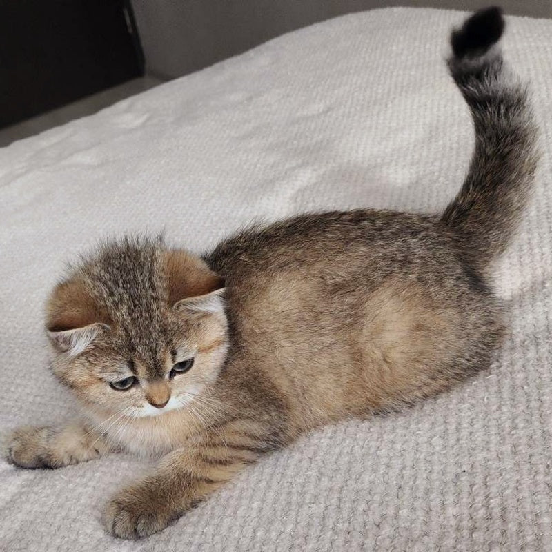Kababis British Shorthair male, black golden ticked tabby