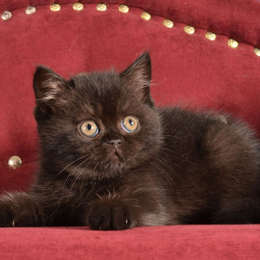 Irma Scottish Straight female, black