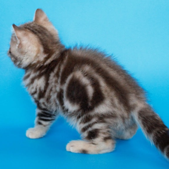Zikar Scottish Straight male, chocolate silver tabby