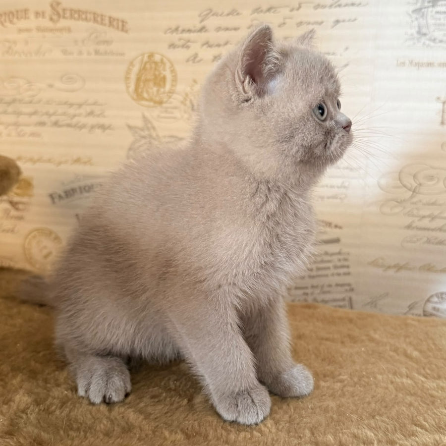 Xavier British Shorthair male, lilac