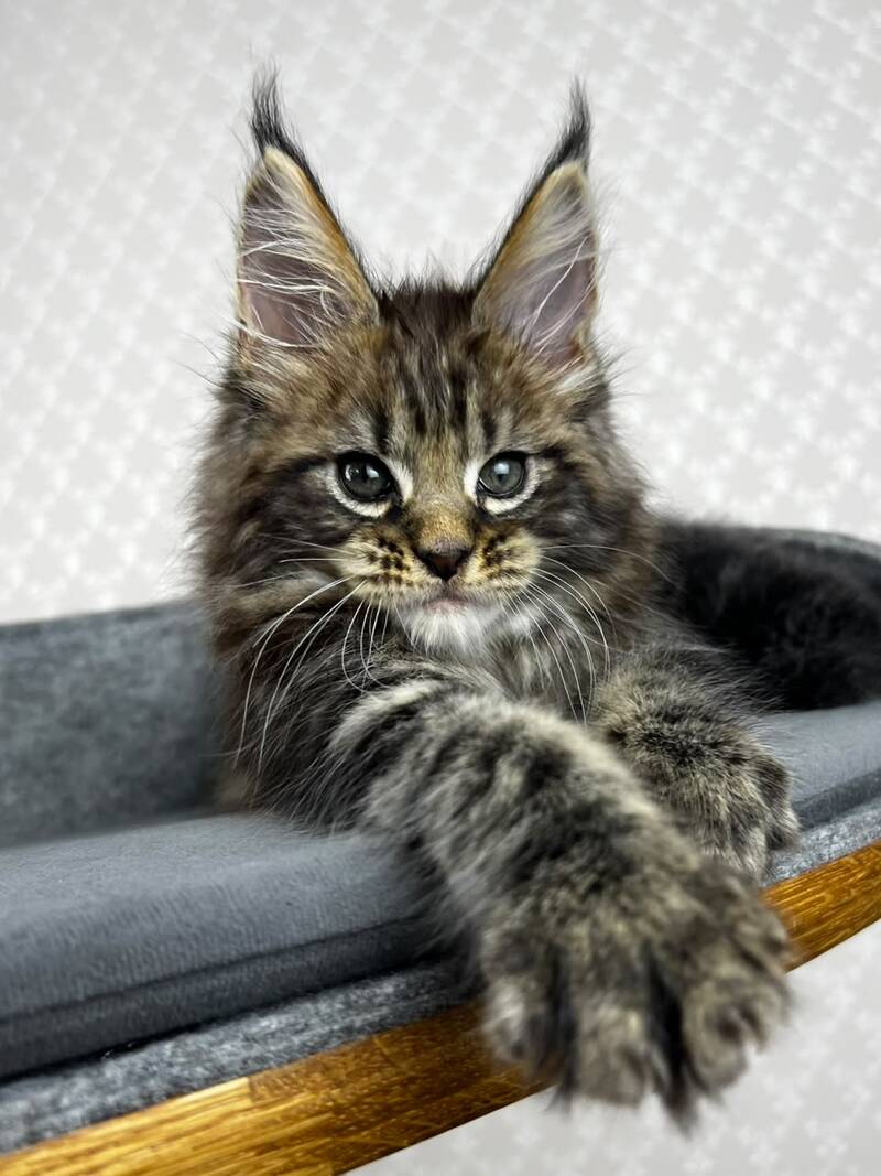 Pathos Maine Coon male, black tabby