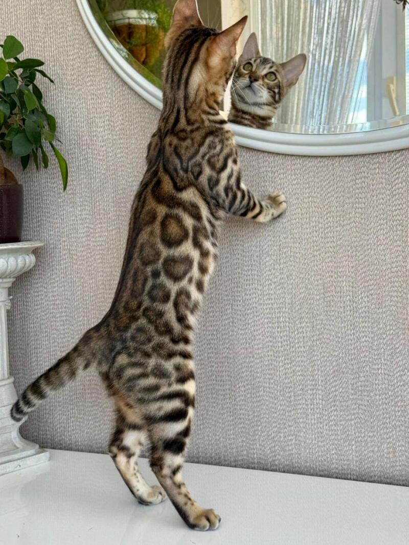 Elly Bengal female black spotted tabby - live animals