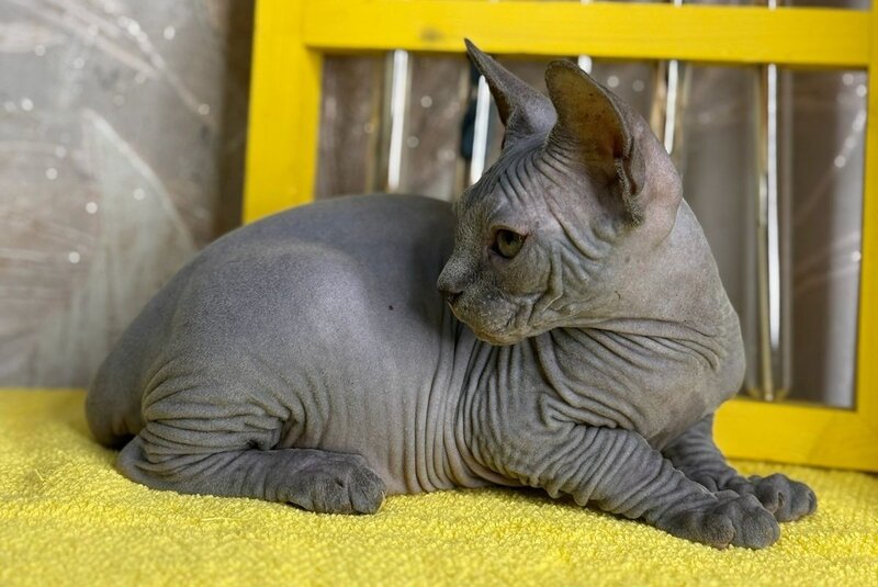 Germes Canadian Sphynx male, blue