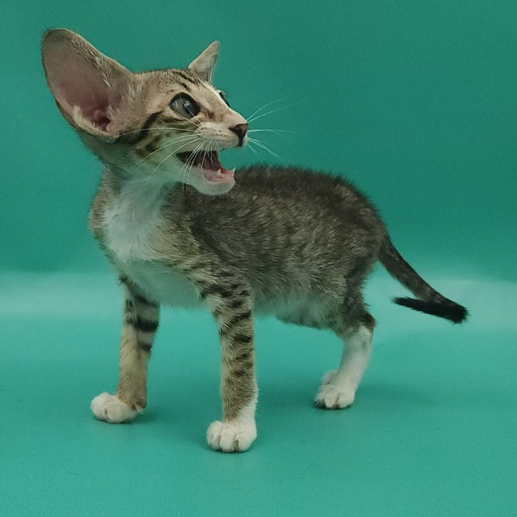 Valery Oriental Shorthair female, black tortie bicolour spotted tabby