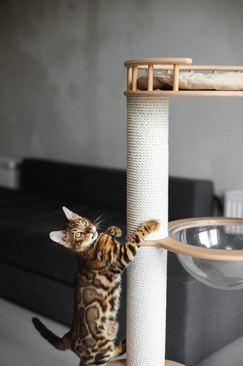 Jaime Bengal male black spotted tabby - live animals