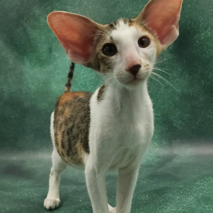 Zеndaya Oriental Shorthair female, black tortie spotted tabby harlequin