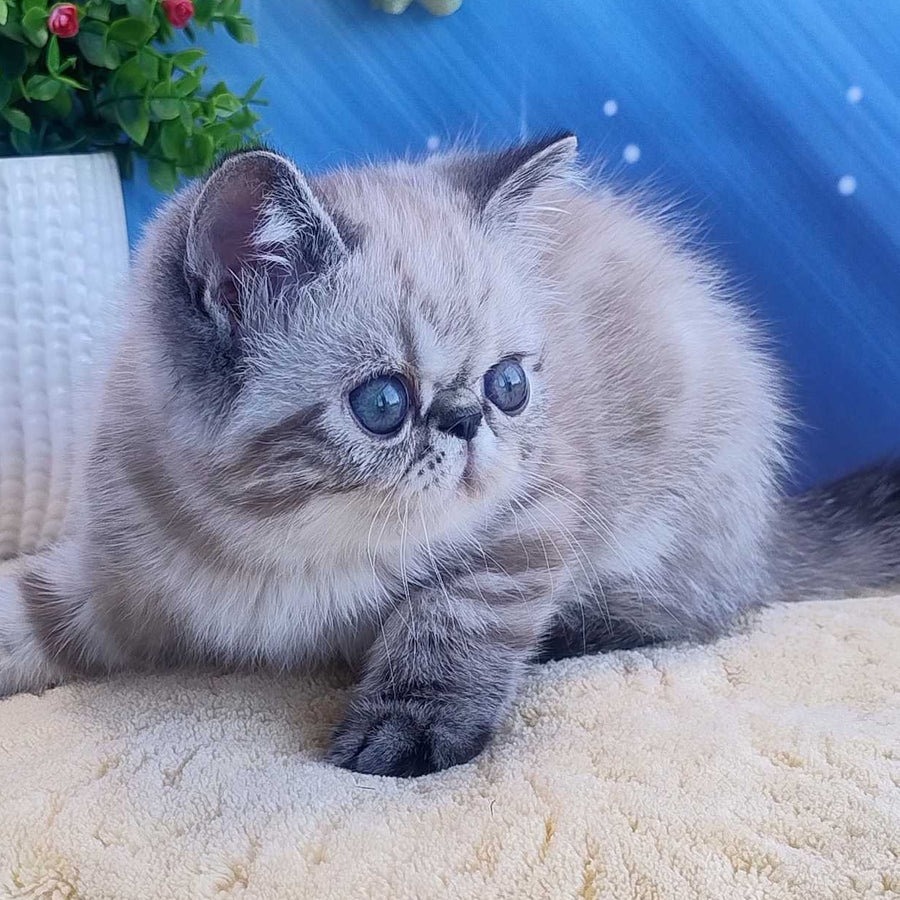 Henk Exotic male, black tabby pointed