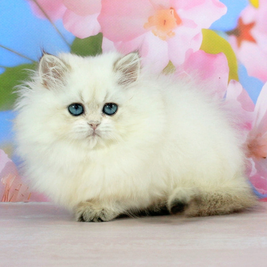 Sherry British Shorthair female, black golden shaded