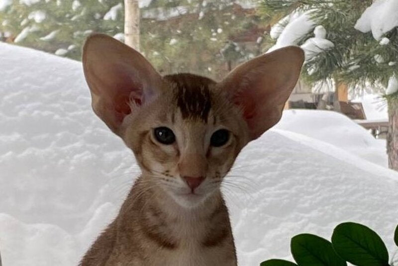 Hilli Siamese female cinnamon ticked tabby live animals