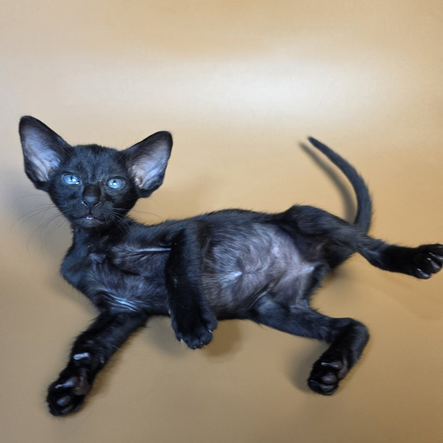 Finn Oriental Shorthair male, black