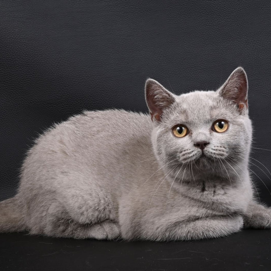 Enigma British Shorthair female, lilac
