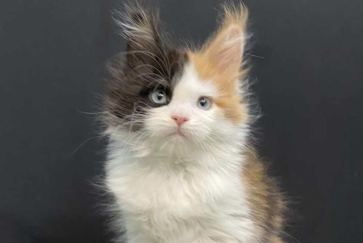 Rita Maine Coon female, black tortie bicolour