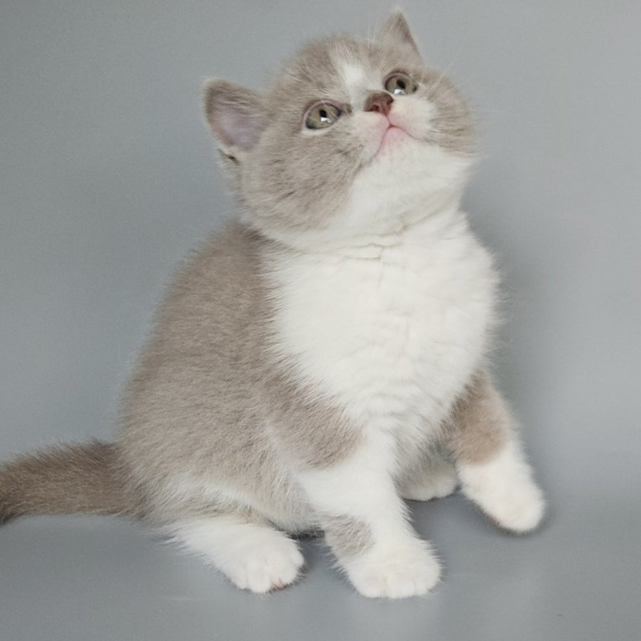 Bruno British Shorthair male, fawn bicolour
