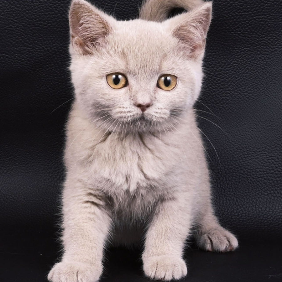 Nikki British Shorthair female, fawn