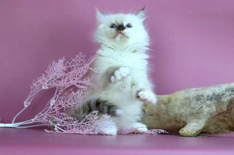 Elli Siberian female black tortie with white pointed - live animals