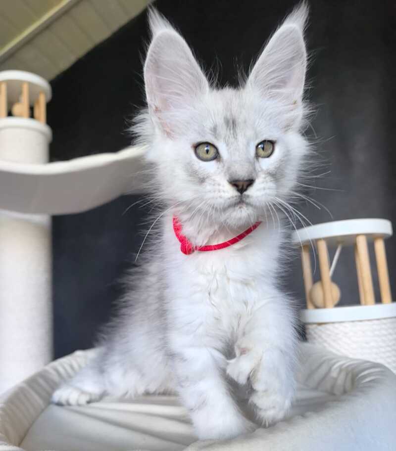 Uslada Maine Coon polydactyl female, black silver tabby