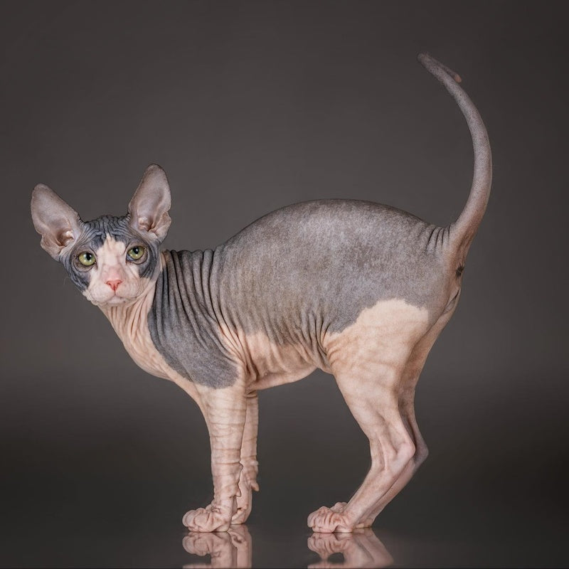 Undina Don Sphynx female, black bicolour