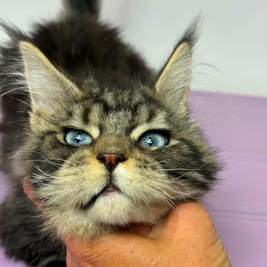 Barby Maine Coon female, black silver tabby with white