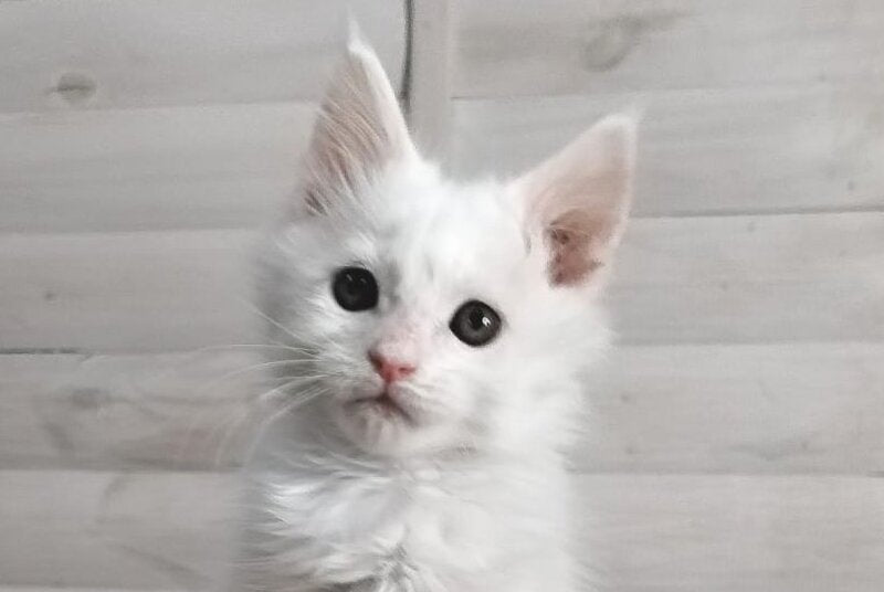 Joseph Maine Coon male white - live animals
