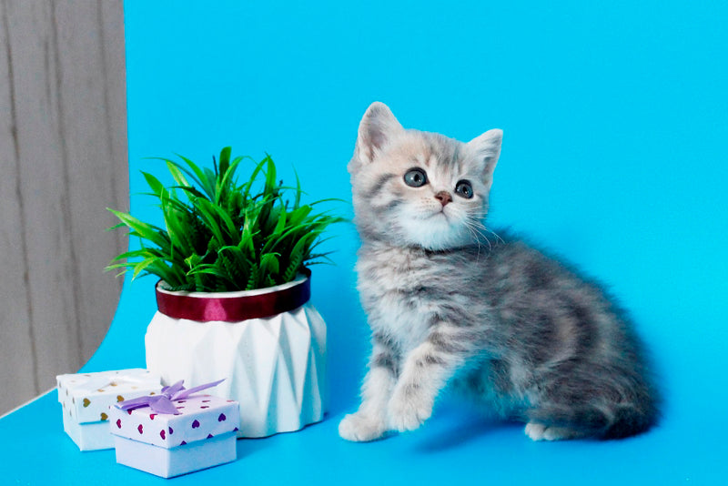 Raphael British Shorthair male, blue spotted tabby
