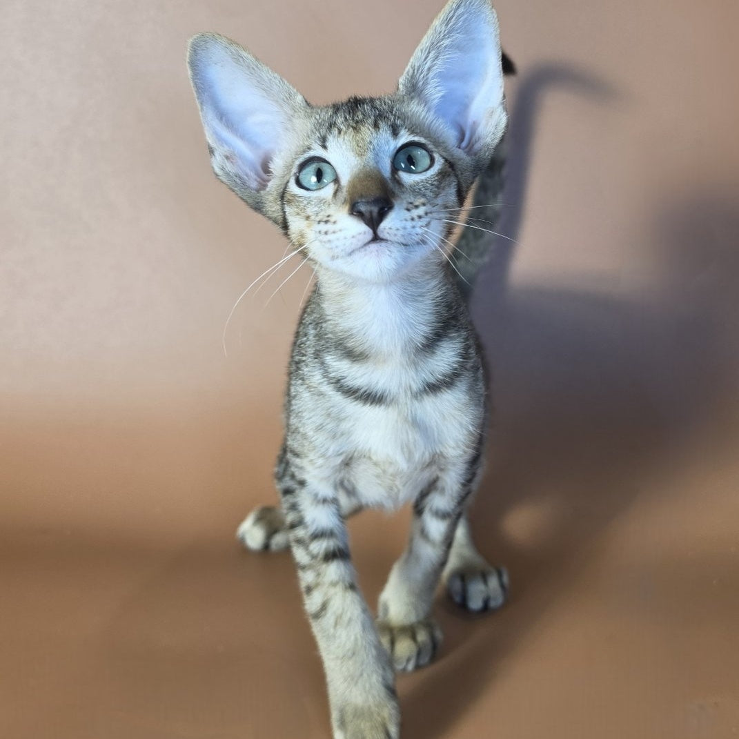 Gideon Oriental Shorthair male, black spotted tabby