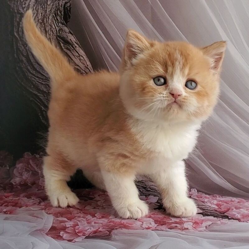 Unique British Shorthair male red bicolour - live animals