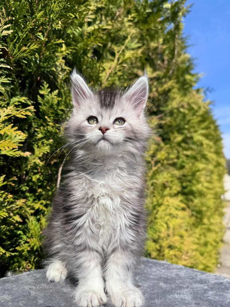 Emeli Maine Coon female black silver ticked tabby - live animals