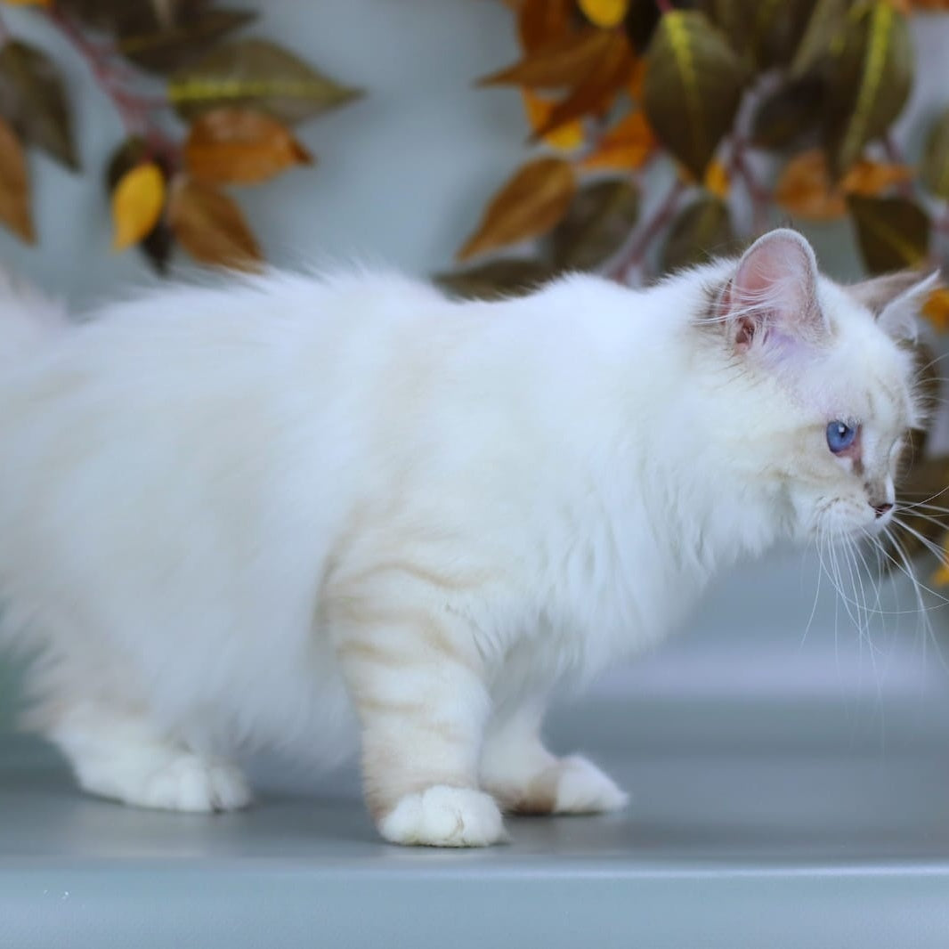 Gala Siberian female, blue with white tabby pointed