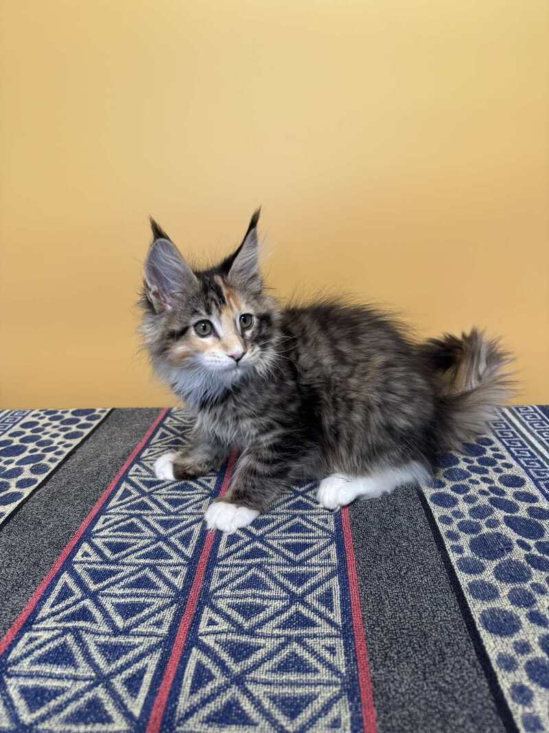 Indiana Maine Coon female black tortie tabby mitted live animals