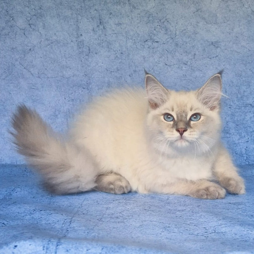 Felix Siberian male, blue tabby pointed