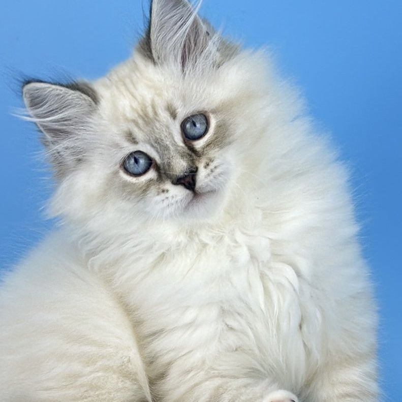 Aramis Siberian male, black tabby pointed bicolour