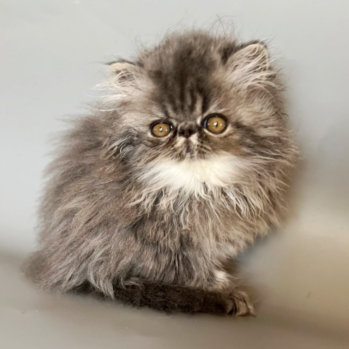 Balloo Persian male, blue silver spotted tabby