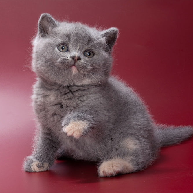 Quimby British Shorthair female, blue tortie