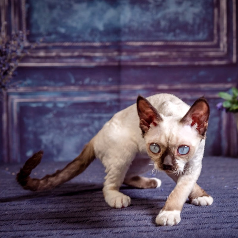 Iriska Devon Rex female, chocolate bicolour pointed