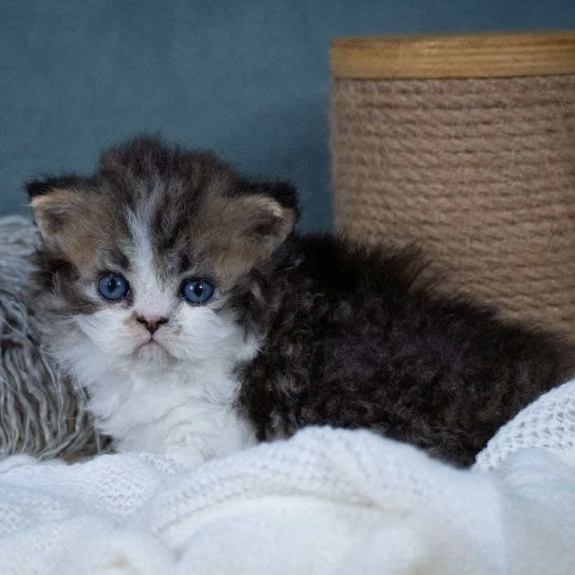 Gatsby Selkirk Rex male, black tabby with white